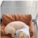 댕이 데이 이미지