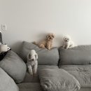 로크쇼파