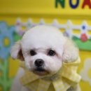 루이 펫 살롱 이미지