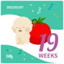 19주 임산부 화이자1차 접종후기/러쉬직구성공/최태연 반반김밥