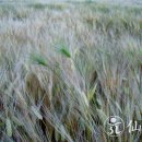 재단법인한국SGI | [절기문화원] 소만(小滿) - 24절기 세시풍속과 선교문화