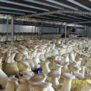 새순1농장 이미지