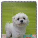 둘리애견미용샵 이미지