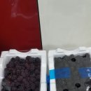 조은골프클럽