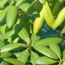 나비(NAVI) 이미지