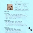 이솜 동물병원 | [#865]이솜(양측 슬개골탈구 G2/우측 전십자인대 재건술)의 수술후기