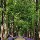 우로지 자연숲 공원(메타세쿼이아길) 이미지