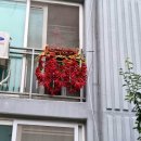 〚시사앤 피플〛오정순의 디카시가 있는 수필 39 /현송희의 가을배추에게 드림 이미지