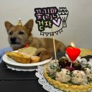 퍼피버스데이 이미지