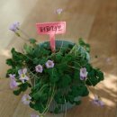 노랑퍼피 이미지