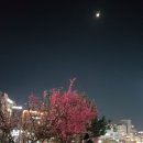 늦게 피는 꽃 이미지