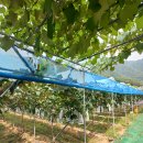 우솔농원 | 영월 포도농원"우솔의뜰" feat 아버지