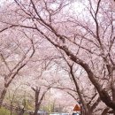 화개장터 벚꽃축제’[2024년 4월 1일(음: 2월 23일)일출 6시 19분.일몰18시54분] 이미지