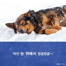 몽몽이# 이미지