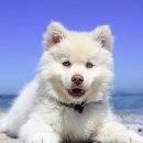 능곡동물병원 이미지