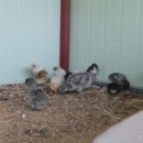 남은농장 이미지