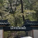 조선라이즈 | 2026 러브썸 페스티벌 후기 | 윤민언니가 샤라웃한 사건, 카메라 세대가 우리 찍어간 사건