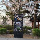 진해 군항제 벚꽃, 밀양읍성 벚꽃...춘천산적님 촬영1 이미지