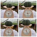 제주산 단호박 이미지