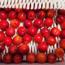 고일농장 이미지