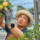 감사나무 네이버블로그