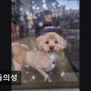 개들의성 네이버블로그