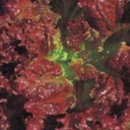 토종채소 가드닝 이미지