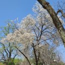 송암어린이공원 | 강원도 춘천 벚꽃 명소 추천 7곳 ㅣ공지천, 남이섬, 하중도, 강원도립화목원까지 봄 여행코스 총정리