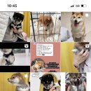 합천 일번지 켄넬 이미지