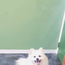 소우주애견미용실 네이버블로그
