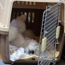 소심유치원 이미지