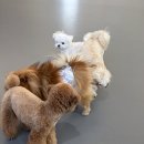 세천로7길 | 대구 애견동반 맛집, 대구 애견카페 추천 &#39;짜세프렌즈&#39; 후기 !!