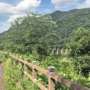 윗대이리 이미지