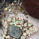 석전동315 이미지