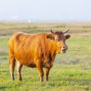 대신종축 이미지