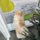 도리앤펫 이미지