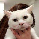 최스시 이미지