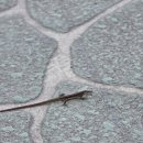 개등드리# 이미지