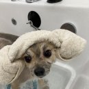 오마이펫 이미지