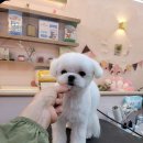 뷰티몽냥 이미지