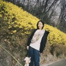 편안꽃 이미지
