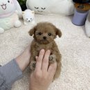 앙쥬펫강아지분양은평구점
