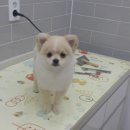 엘케이동물의료센터 이미지