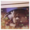 청 애견미용 이미지