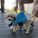 엘시아 애견풀빌라 이미지