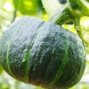 남호농장 이미지