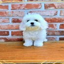 서울애견 이미지