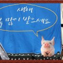 꽃돼지 이미지