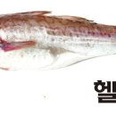 명태가 이미지