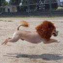 댕댕이 컷 이미지